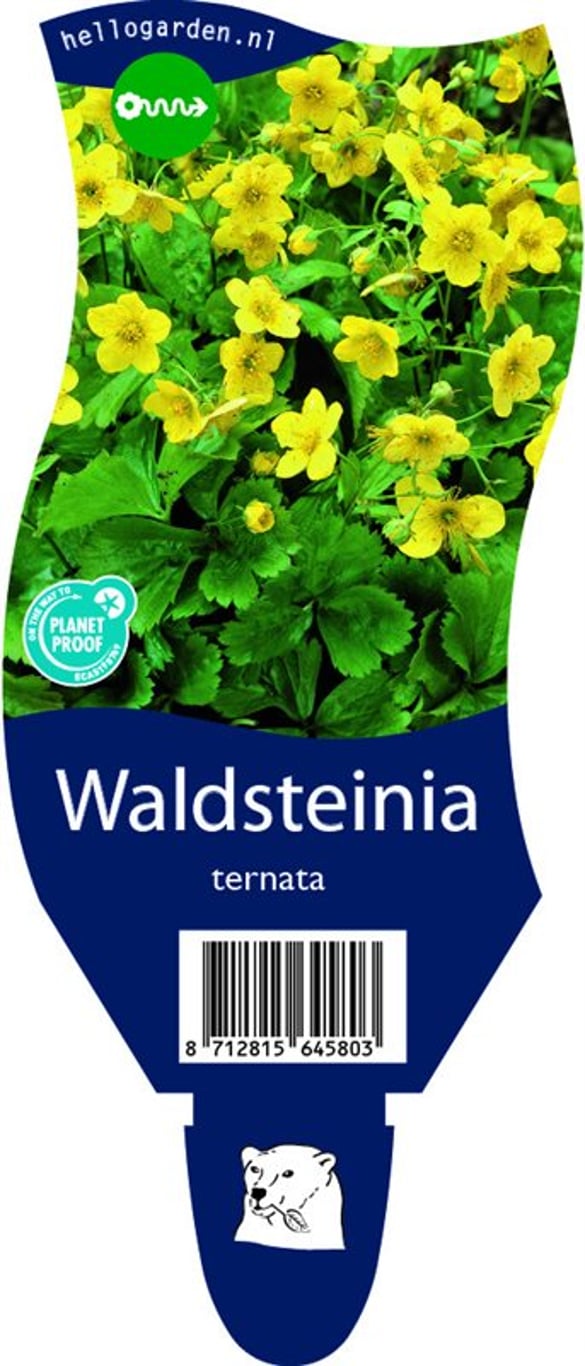 Waldsteinia ternata - P11